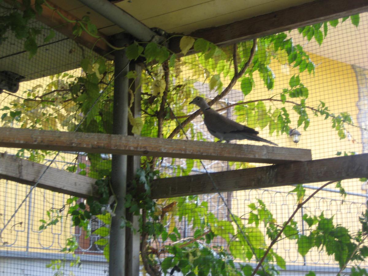 Oasi Del Bed and breakfast
